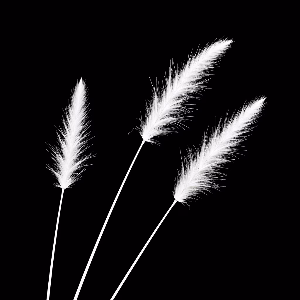 Minimalist illustration of feathered stalks on a black background.