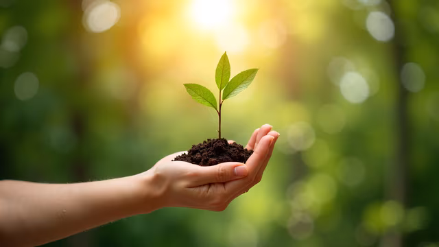 Hand Holding a Seedling