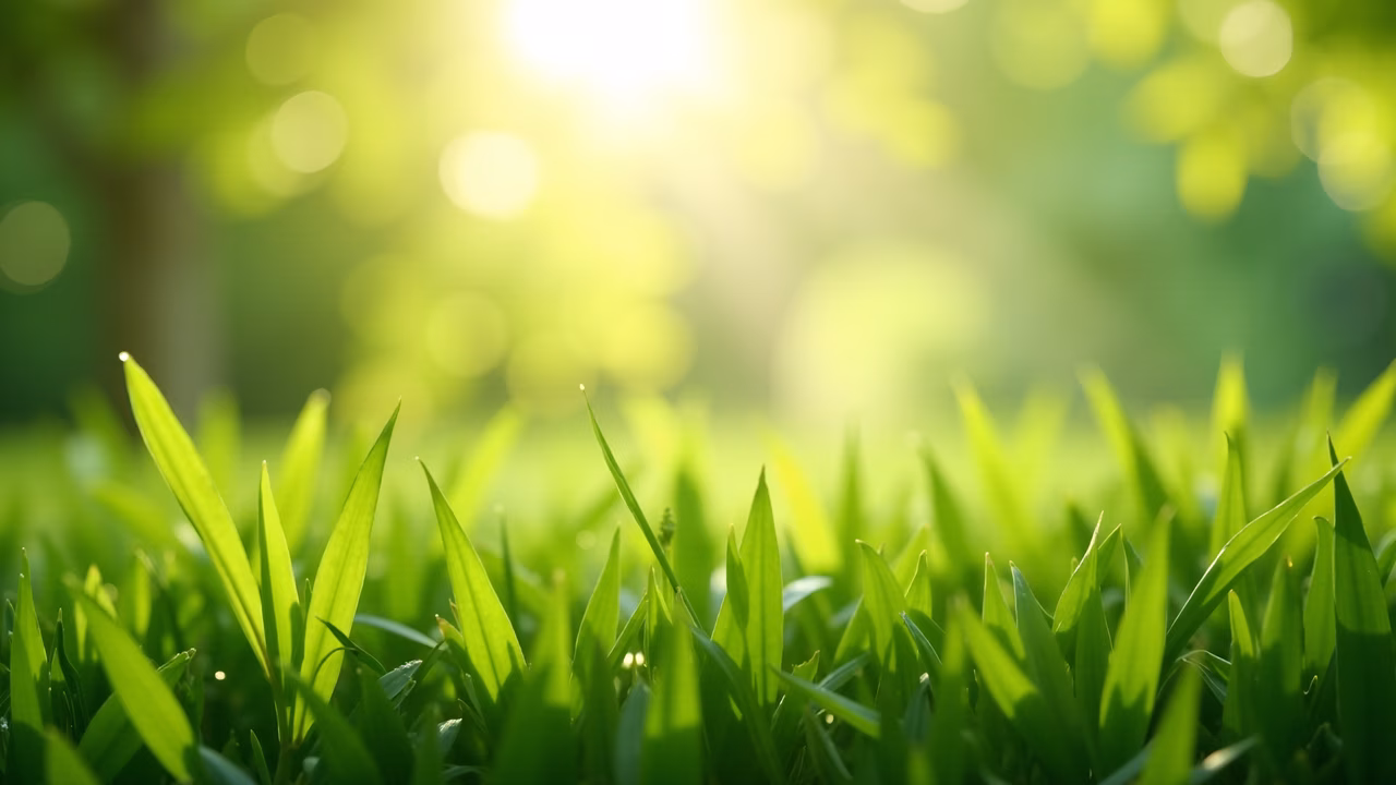 Close-up of lush green grass illuminated by warm sunlight, evoking serenity and vitality.