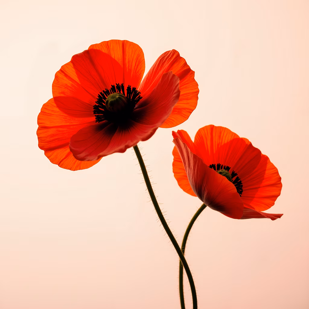 Vibrant red poppies against a soft gradient backdrop, capturing natural beauty and tranquility.