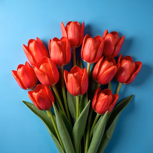 Red Tulips