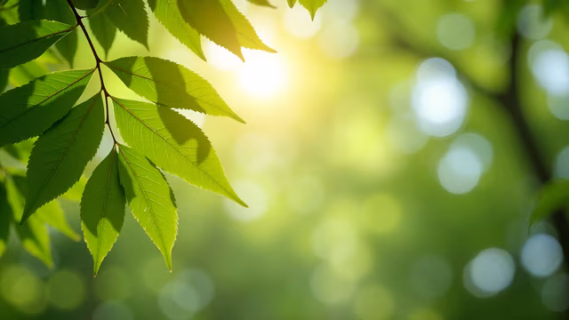 Sunlit Leaves