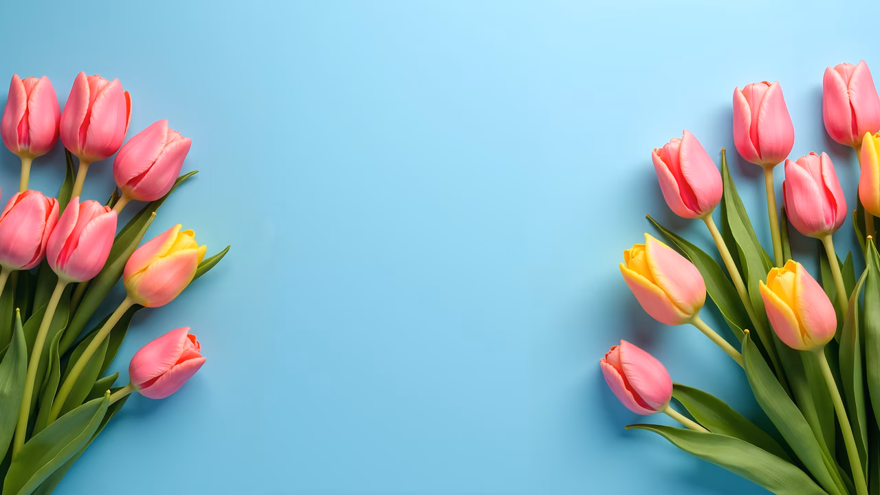 Vibrant tulips on a serene blue backdrop, celebrating spring.