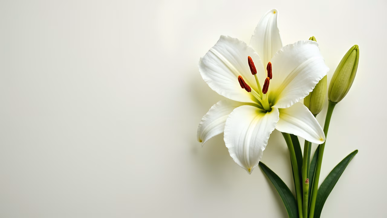 Minimalist white lily illustration with vibrant red stamens and soft petals.