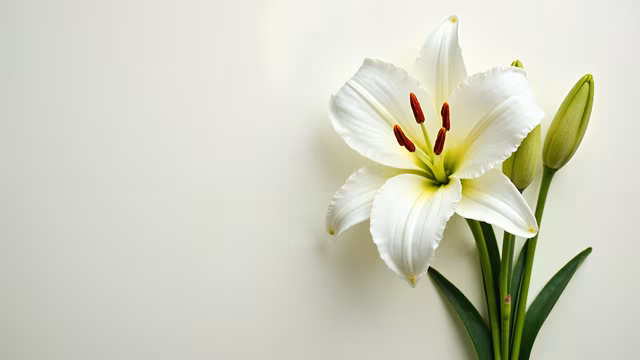 White Lily Illustration