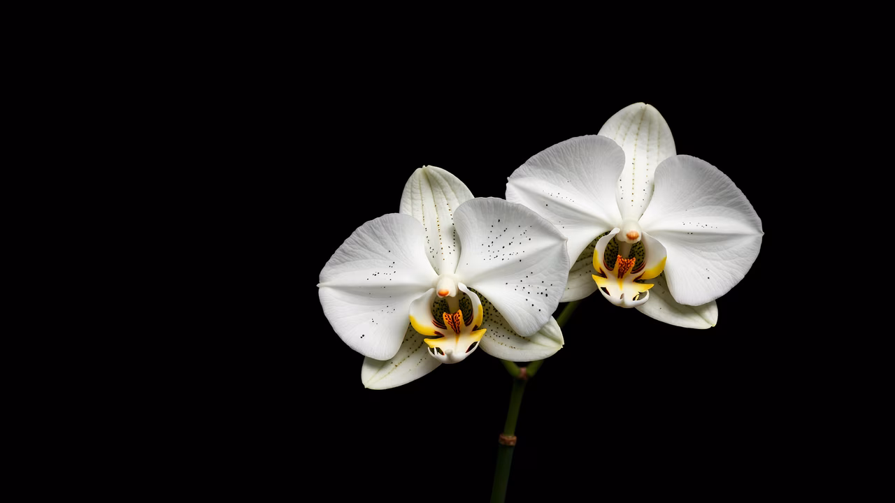Elegant white orchids against a dark backdrop, highlighting natural beauty and contrast.