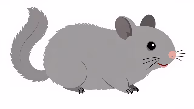 Cartoon Chinchilla