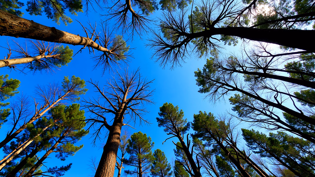 Tall pine trees against a clear blue sky, nature photography