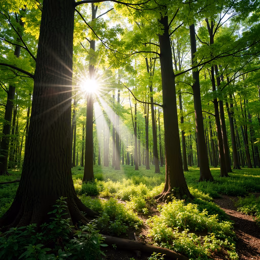 Forest Light