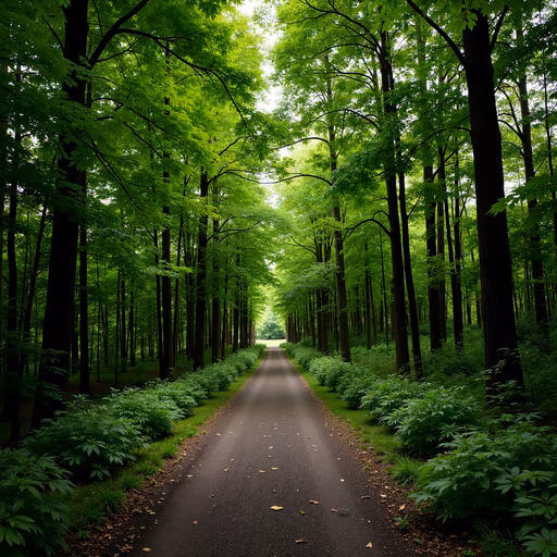 Forest Pathway