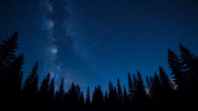 Night Sky Over Pine Forest
