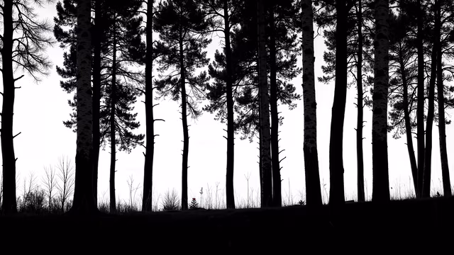 Silhouette Forest