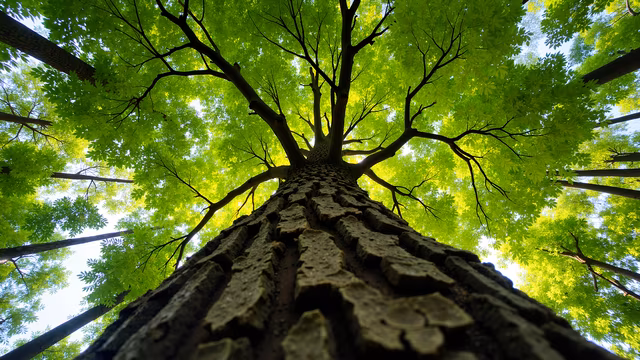 Tree Canopy