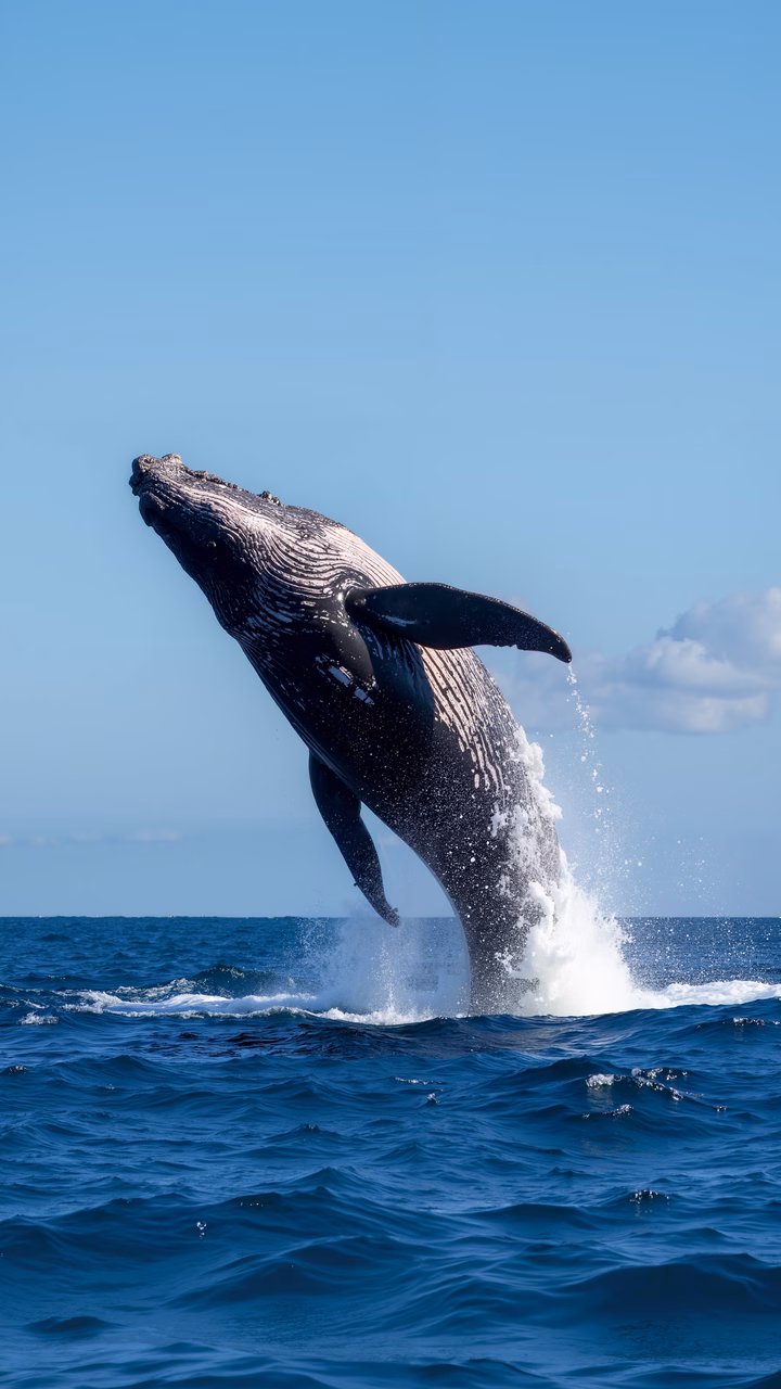 A humpback whale leaps out of the ocean, showcasing its strength and beauty against a vibrant blue sky.