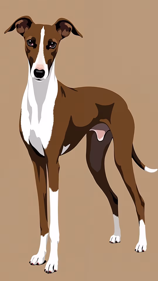 Brown and White Whippet Illustration