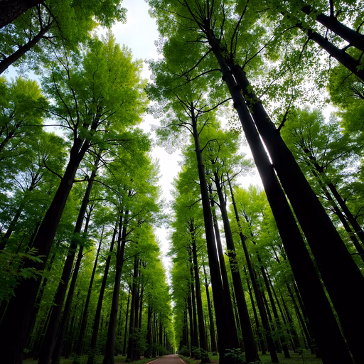 Forest Path