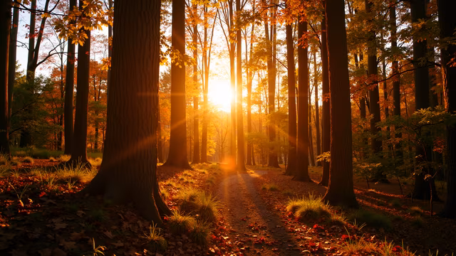 Golden Pathway Through Autumn Forest
