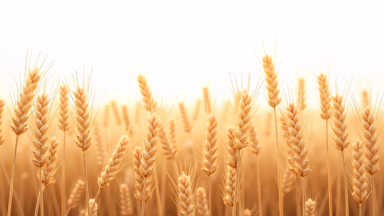 A tranquil wheat field under golden sunlight, symbolizing prosperity and peace.