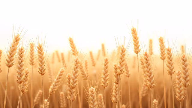Golden Wheat Field