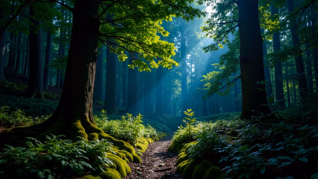 Mossy Forest Path