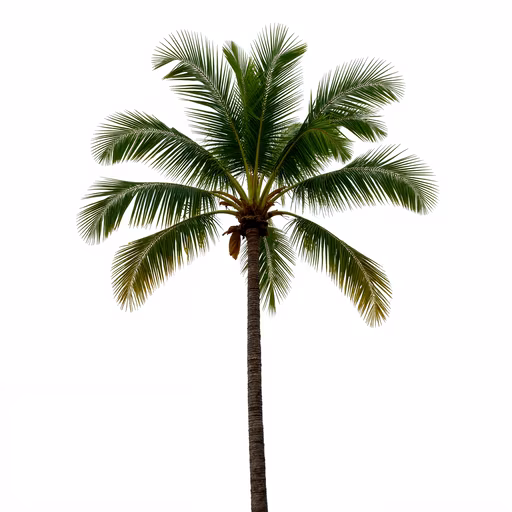 Palm Tree Illustration