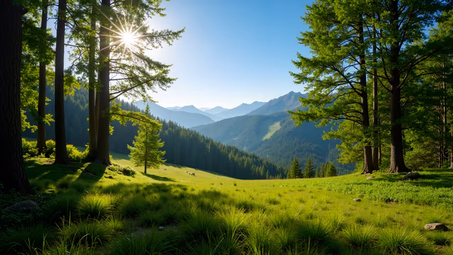 Sunlit Meadow