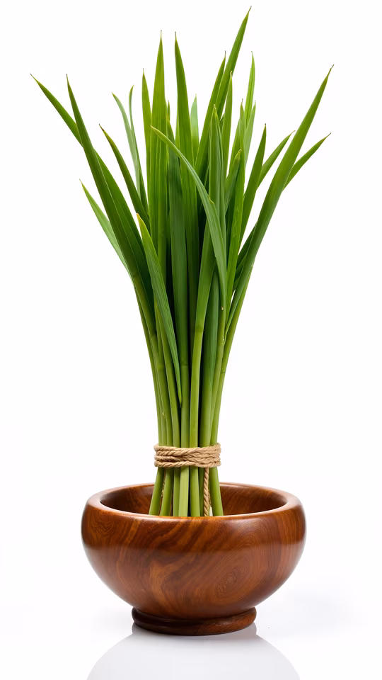 Bamboo Plant in Wooden Bowl