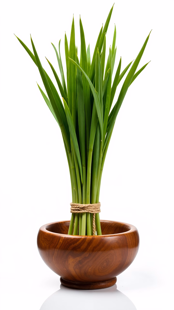 Elegant bamboo plant in a wooden bowl, symbolizing natural harmony and tranquility.