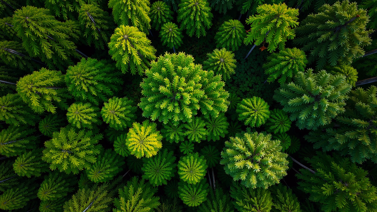 Aerial view of a vibrant green forest canopy, detailed and serene.