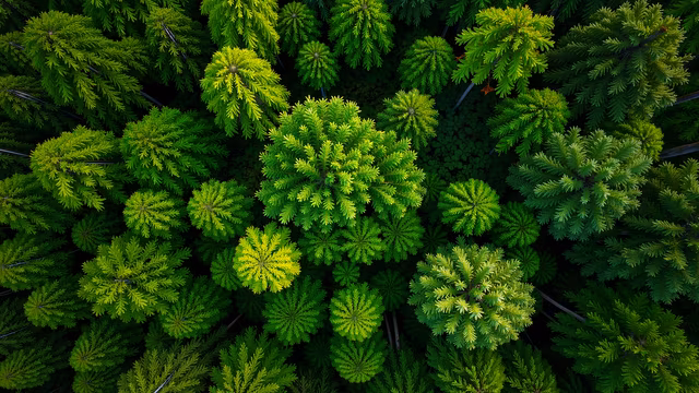 Forest Canopy