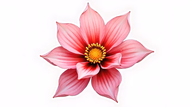 Pink Dahlia Illustration