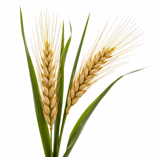 Wheat Stalks