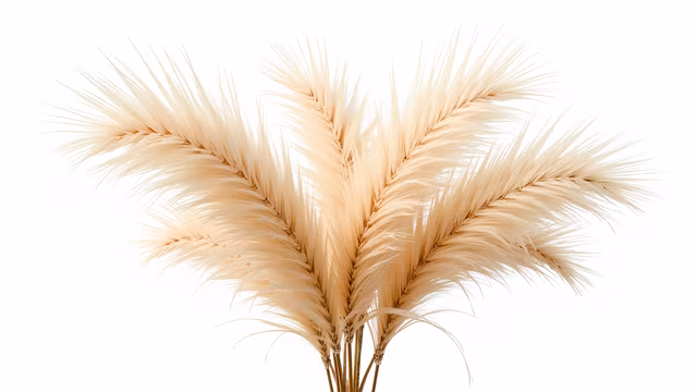 Wheat Stalks