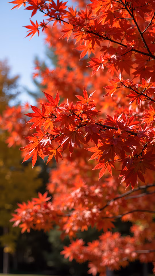 Autumn Blaze