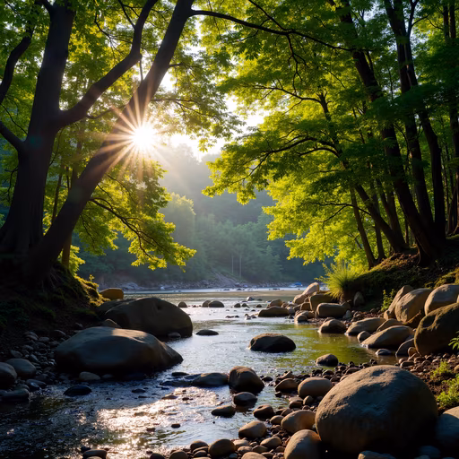 Forest River Sunset