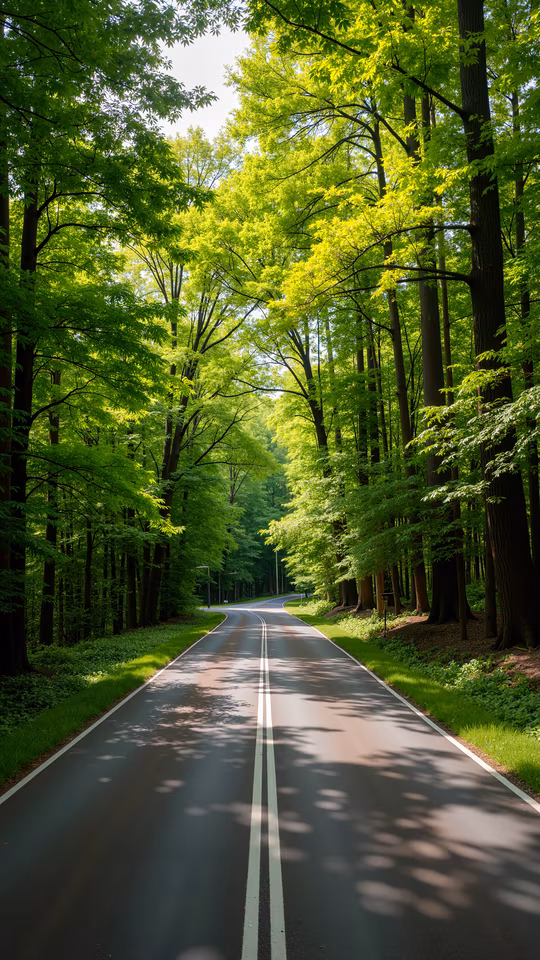 Forest Road