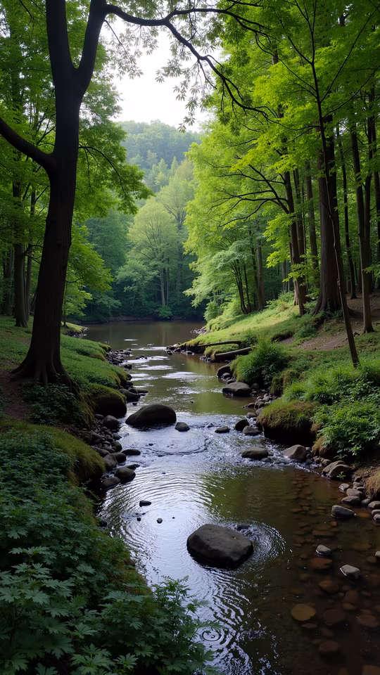 Forest Stream