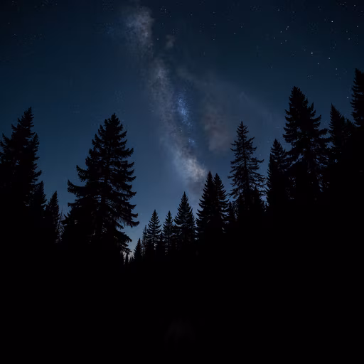 Forest Under the Stars