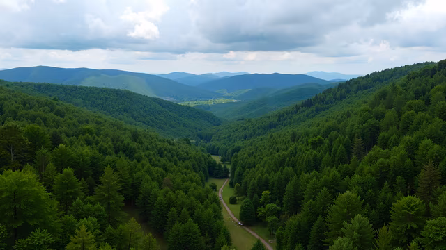 Forest Valley Aerial View