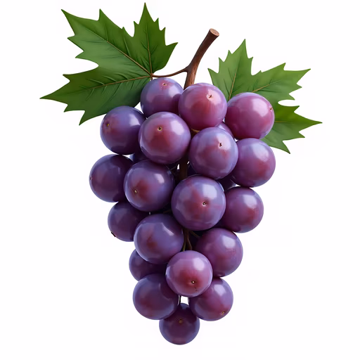 Grapes Illustration