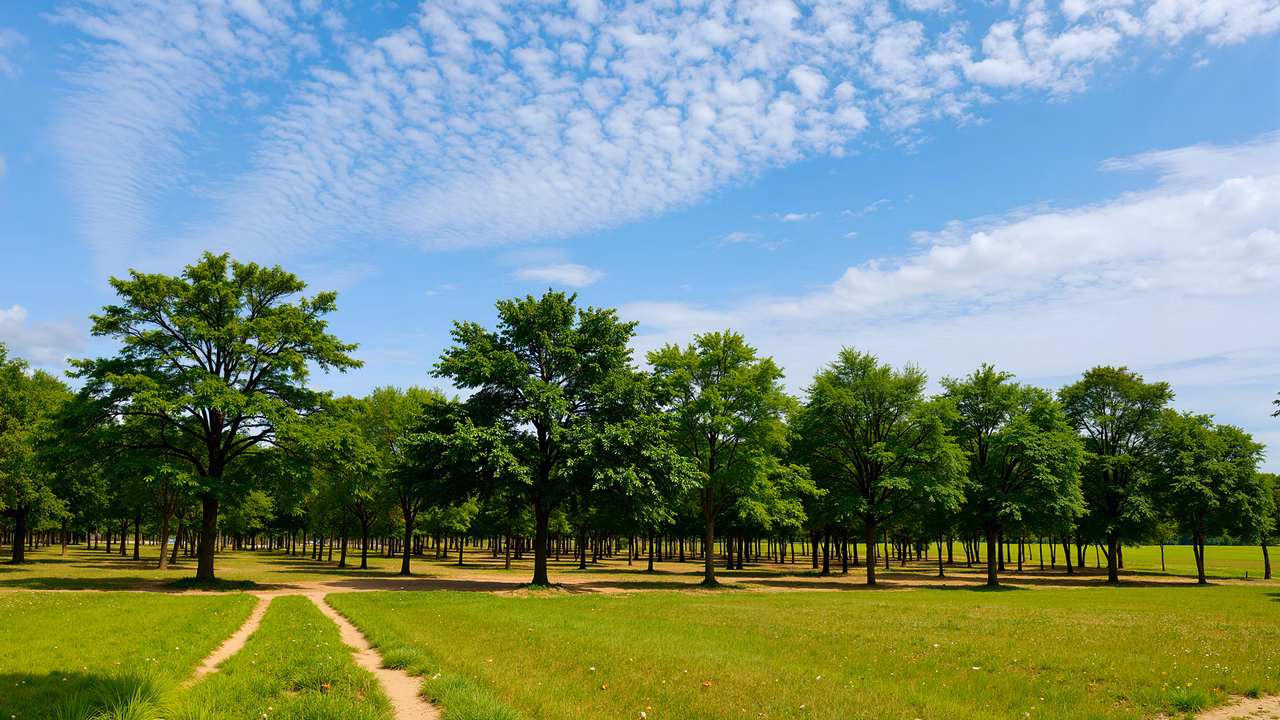 A tranquil forest path surrounded by lush greenery and a clear blue sky.