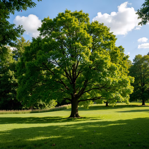 Lush Green Tree