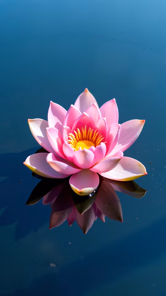 Pink Lotus Flower