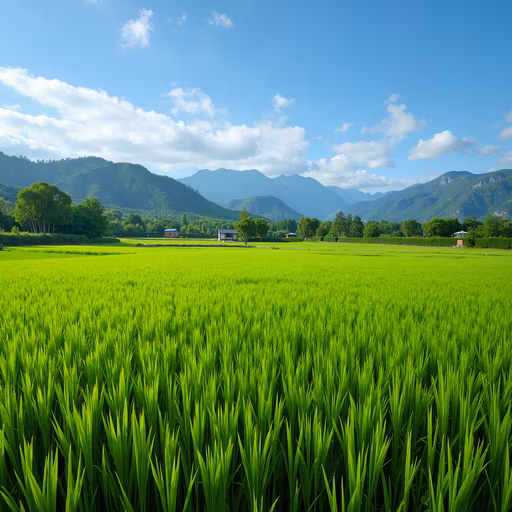Rice Field Serenity