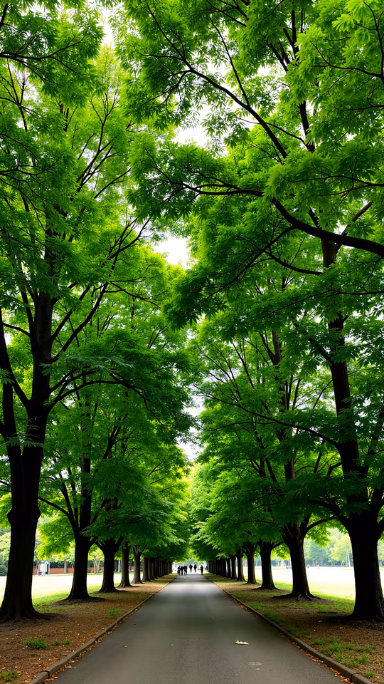 Tree-Lined Pathway