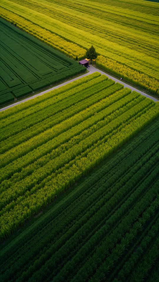 Aerial View of Green Fields