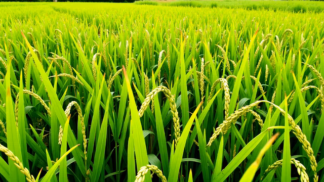 Rice Field