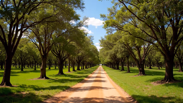 Tree-lined Pathway