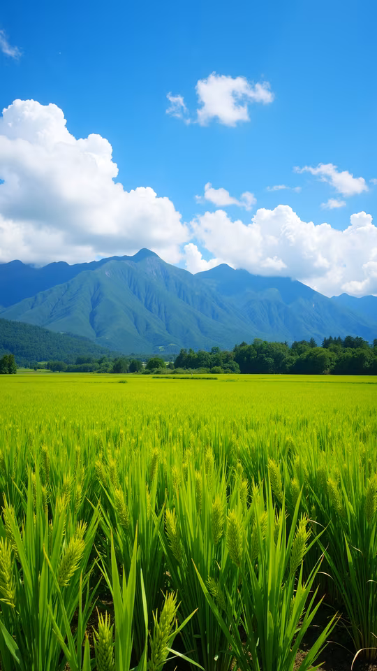 Rice Field Under Blue Sky