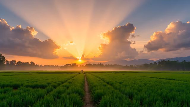 Sunrise Over Rice Fields